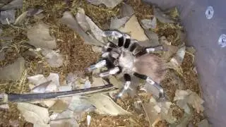 Tarantula Feeding Video #8 ~ Did I Crush That Roach Too ???