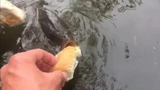 Hand Feeding CARP !