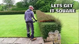 AMAZING Hedge Recovery, Trimming An Overgrown FORMAL HEDGE