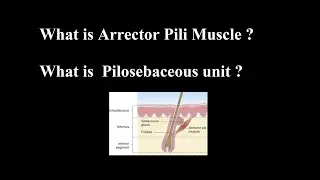 What is Arrector Pili Muscle ? What is  Pilosebaceous unit ?