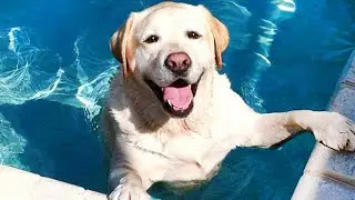 The FUNNIEST DOGS Playing with Water Compilation of 2024