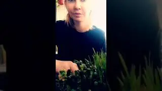 Срезаю микрозелень подсолнуха