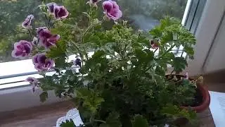 Чудо пеларгония 