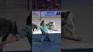 Amazing dancing dogs at NHL game 🐶 #Hockey #Shorts