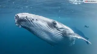Видеоурок для классного часа «Морские млекопитающие»