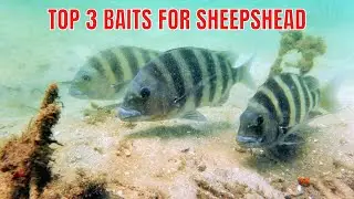 Top 3 Types Of Bait For Sheepshead Fishing