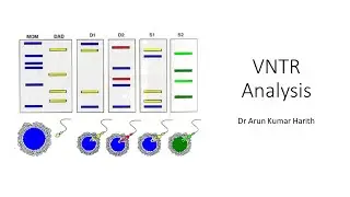 VNTR analysis and DNA fingerprinting