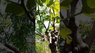 grafting fig tree update #shorts