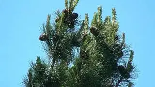 Евгений Кемеровский - 