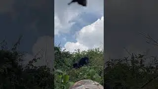 Shooting gorillas in Volcanoes National Park.