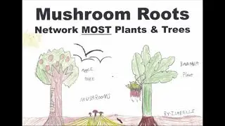 Part 4 of 4. Compost Piles Between Trees & Mulch |  THE MUSHROOM ROOT NETWORK