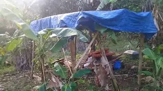 Primitive Man Makes Primitive Bamboo Shelter With Primitive Blue Tarp