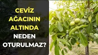 Ceviz Ağacının Altında Neden Oturulmaz? Bakın Sebebi Neymiş...
