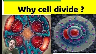 WHY CELL DIVIDE AND KARYOPLASMIC INDEX ?KNOW THE REASON (CELL BIOLOGY )