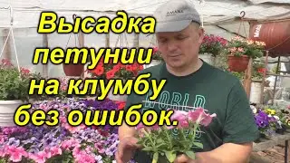 Как правильно высадить петунию на клумбу (наш опыт).