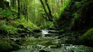 CALMING FOREST SOUNDS, BUBBLING STREAM AND RELAXING BIRDSONG FOR SLEEP AND STRESS RELIEF