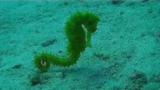 Seahorse in Indian Ocean Beautiful Marine Life Fish Underwater