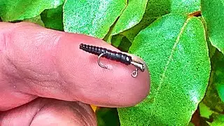 Crappie Fishing From The Bank With A Microscopic Jig