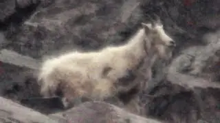 Go Mountain Goat Spotting in Little Cottonwood Canyon - Uniquely Utah