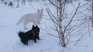 Овчарочьи истории. Шипперке-лентяй. Овчарка-тягач и велопокатушки. Подкаст Ленни Лоренц🐾