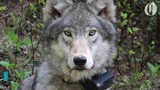 Wolves in Mt. Hood National Forest