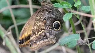 Studley Grange Butterfly World | Macro Butterfly Shots at 4K 100fps shot on the Panasonic Lumix GH6