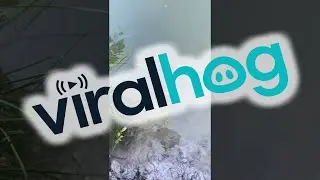 Stealthy Arapaima Fish Takes Food || ViralHog