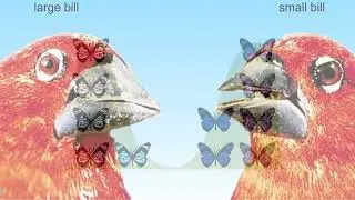 Disruptive selection among Butterfly/ African finches - Animation