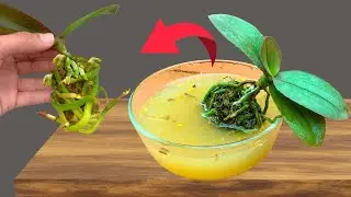 The best technique for rooting any orchid! So easy that anyone can do it