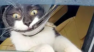 Котик Кузя в ветклинике на приёме  Наш сериал о котике Кузе и коте Чувачке