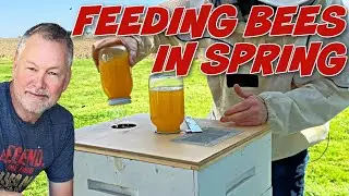 Beekeeping: How to Feed Bees In The Spring