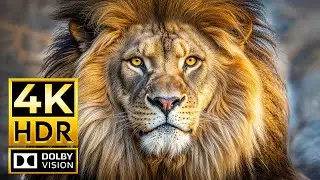 MAJESTIC ANIMALS 4K HDR | with Epic Cinematic Sound (Colorful Animal Life)