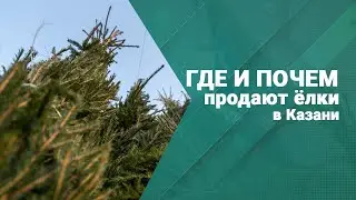 Елки подорожали: в Казани открываются новогодние базары