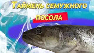 ✔️ ТАЙМЕНЬ СЕМУЖНОГО ПОСОЛА | ПРОСТО И ОЧЕНЬ ВКУСНО