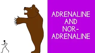 5.8 Endocrine: Adrenaline (Epinephrine) and Noradrenaline (Norepinephrine)