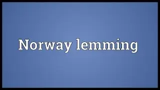 Norway lemming Meaning