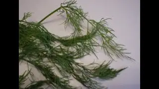 Dill 101-How to Preserve Fresh Dill