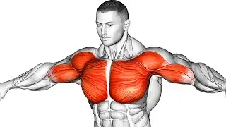 The Best Chest Workout Guide To Build A Massive Pec