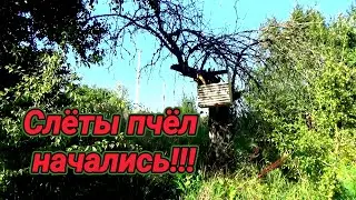 На пасеку прилетел рой  и на глазах зашёл в улей!