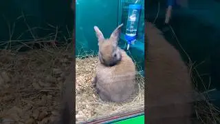 Кролик декоративный 
