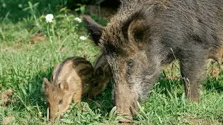 Animal News: Hong Kong starts killing wild boars to stop human-pig encounters