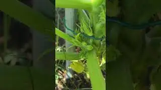 August Is The Month To Grow Yellow Squash 🌞