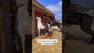 حتى الاحصنة  تقاتلت عشان فرس حلوة🙂🤛#shorts