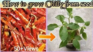 How to grow Chilli plant 2020/ chilly plants/ Chilli plant grow from seeds