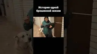 Хладнокровно выбросили умирать на трассу😧