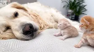 Tiny Kittens React to the Golden Retriever as if it were their Mother