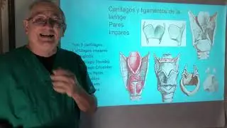 La Laringe. Sus cartílagos, músculos e inervacion. Cricotirotomia. Síndrome de Ortner