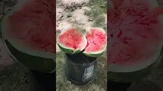 9mm Liberty Civil Defense vs truck door into watermelon.