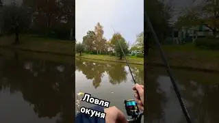 Топ анімація для пасивного окуня #fishing #spinning #рибалка #рыбалка #спиннинг #спіннінг #микроджиг