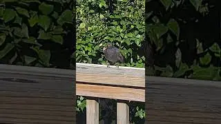 Blackbird drinking